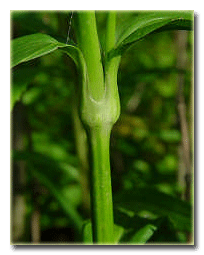 Dianthus barbatus bitkisinin sürgün yapısı.