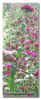 Dianthus barbatus hasadı.