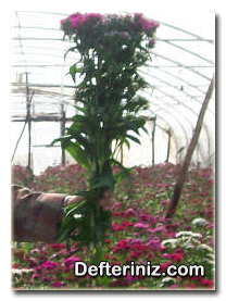 Dianthus barbatus’ un bir demeti.