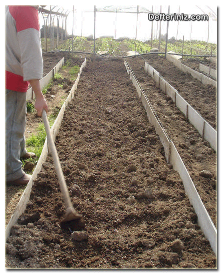 Gypsophilla bitkisi için toprak hazırlığı.