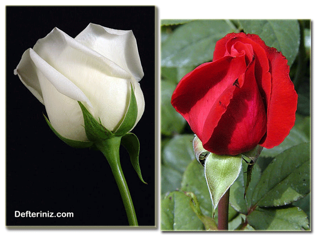 En çok bilinen kırmızı ve beyaz güller.