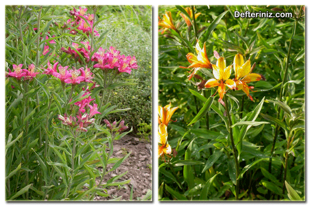 Alstromeria bitkisinde farklı renkteki çiçekler.