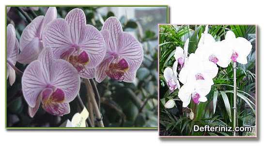 Değişik orkide türleri.