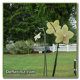 Terreristrik orkide.