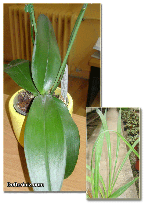 Orkidelerde değişik yaprak tipleri.