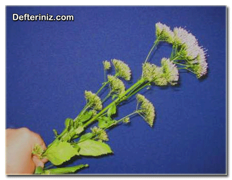 Hasadı gelmiş bir sap trachelium bitkisi.