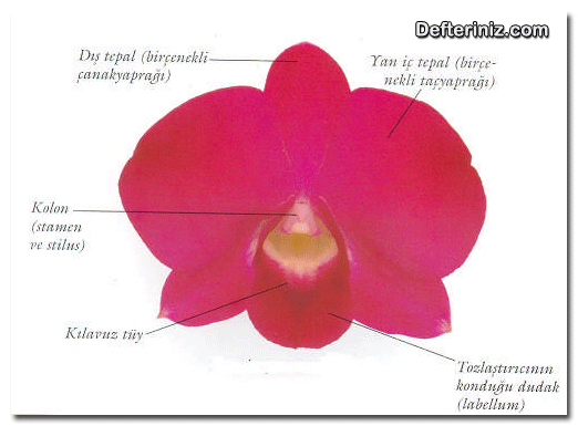 Orkidelerde çiçek yapısı ve kısımları.