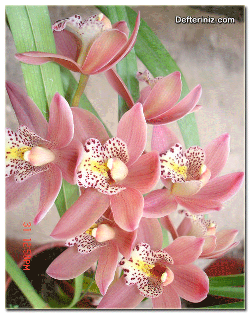 Orkide çiçekleri.