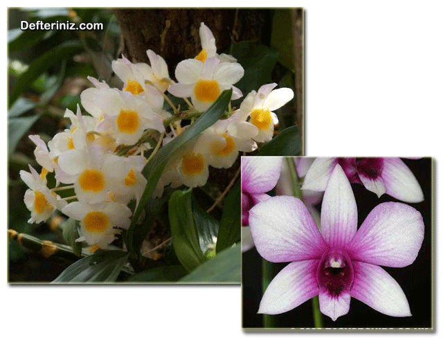 Değişik renklerdeki Dendrobium’lar.