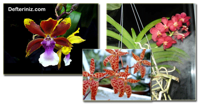 Ondicidum, Renanthera ve Ascocende orkide çeşitleri.