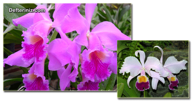 Cattleya triana ve Cattleya labiata orkide çeşitleri.