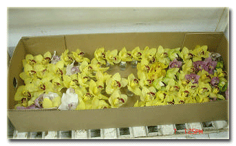 Sprey orkidelerin pazara hazırlanması.