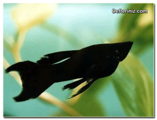 Siyah moli (black molly).