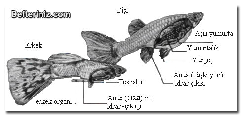Canlı doğuran balıkların cinsel organları.