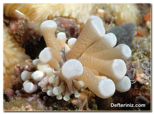 Mantar mercan (Heliofungia actiniformis).