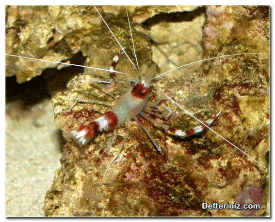 Halkalı mercan karidesi (Stenopus hispidus).