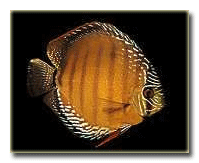 Kahverengi disk balığı.