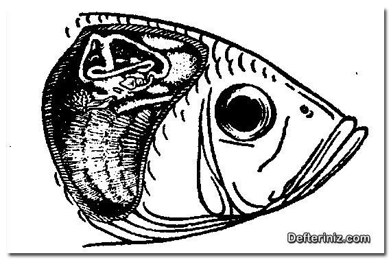 Labirentli bir balığın solunum sistemi.