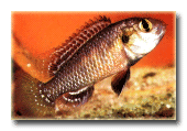 Haprochromis multicolor.