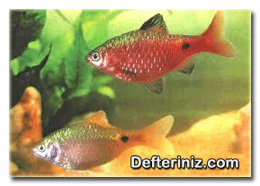 Barbus conchonius (erkek balık üstte, dişi balık altta).
