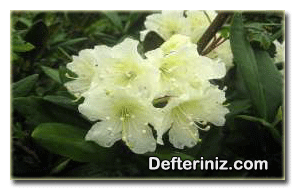 Rhododendron caucasicum, orman gülü çeşidi.