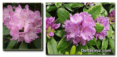 Rhododendron urgernii, orman gülü çeşidi.