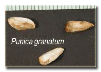 Punica granatum (süs narı)tohumu.