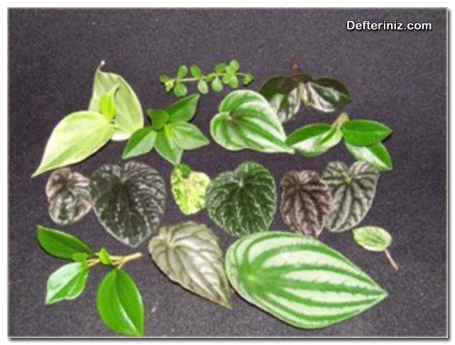 Zümrüt Dalgası - Peperomya bitkisinde farklı türlere göre yaprak yapıları.