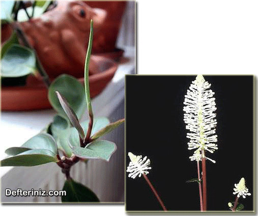 Zümrüt Dalgası - Peperomya bitkisinde çiçek yapısı ve çiçeği.