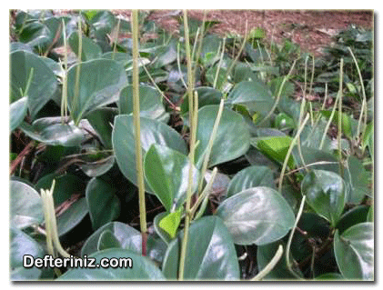 Zümrüt Dalgası - Peperomya bitkisinin toplu görünümü.