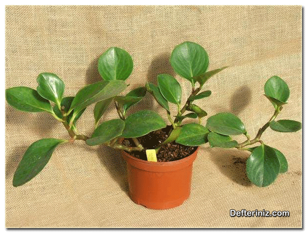 P. Magnoliaefolia, peperomya çeşidi.