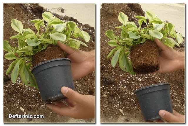 Peperomya bitkisinin saksıdan çıkarılması.