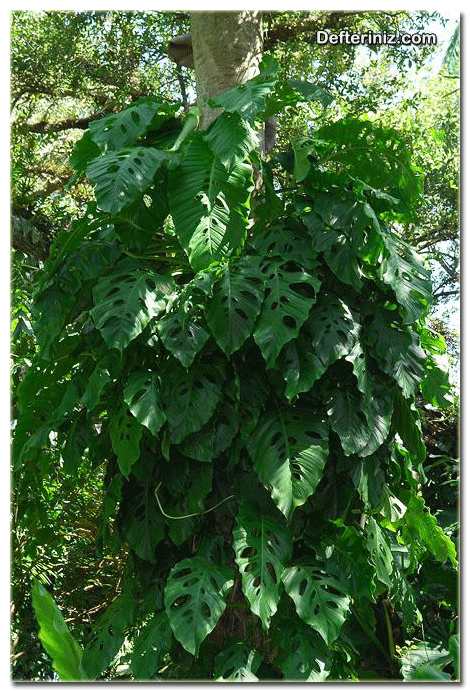 Monstera acacoyagensis matuda devetabanı çeşidi ağacının genel görünüşü.