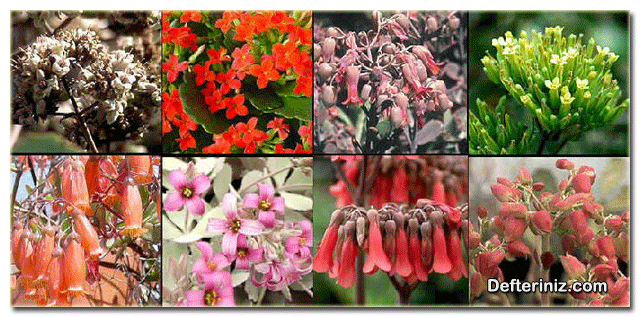 Kalanchoelarda farklı çiçek yapıları.