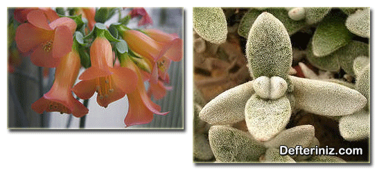 Kalanchoe delagonensis ve Kalanchoe eriophylla.