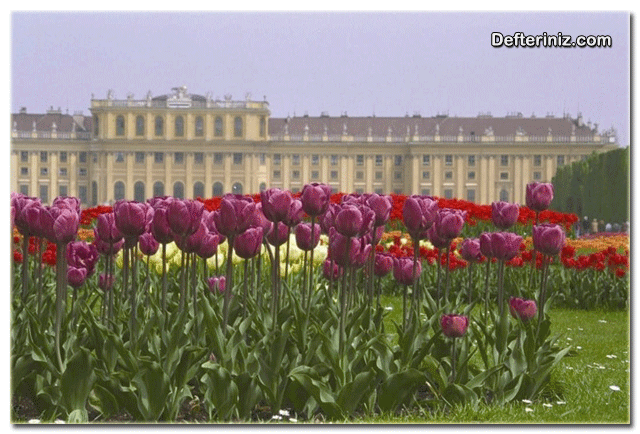 Barok dönemi sanatından bir örnek daha. Schönbrun Sarayı Viyana.