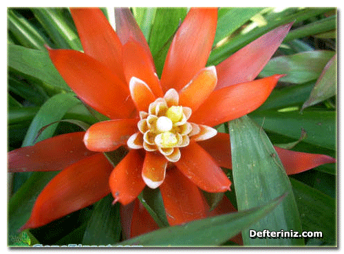 Guzmanya (kırmızı yıldız) bitkisi çiçeği.
