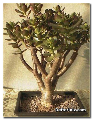 Crassula ovata ‘Mınıma’bonsaı 'Gollum'‘bonsai’, Yeşim ağacı türü.