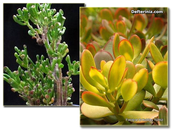 Crassula Ovata ‘Hobbit’ ve Crassula Ovata ‘Jade Plant’, Yeşim ağacı türleri.