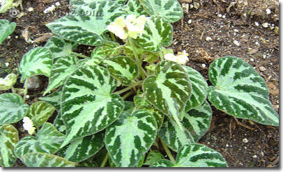 Begonia imperialis.