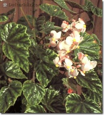 Begonia metallica.
