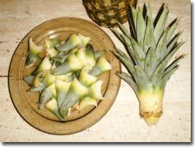 Ananas üretimi.