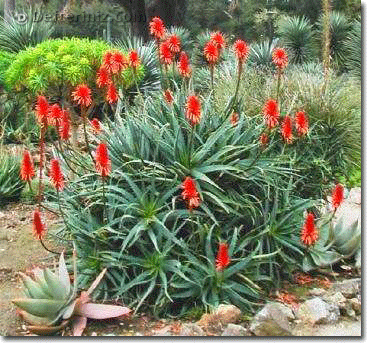 Aloe arborescens.