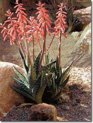 Aloe variegata.