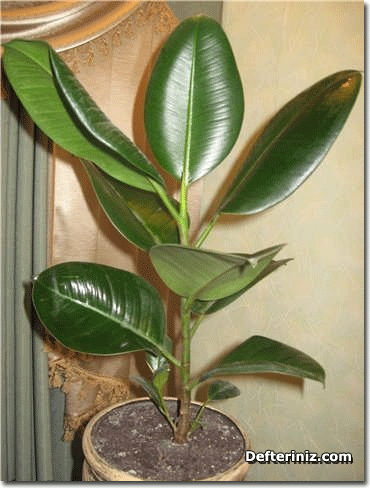 Ficus elastica.