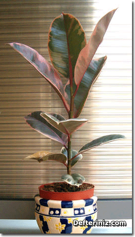 Ficus elastica tricolor.