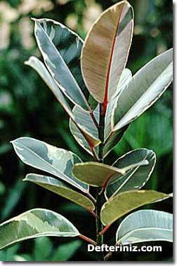 Ficus elastica doescheri.