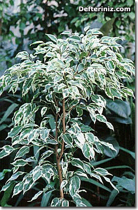 Ficus benjamina varigata evergreen.
