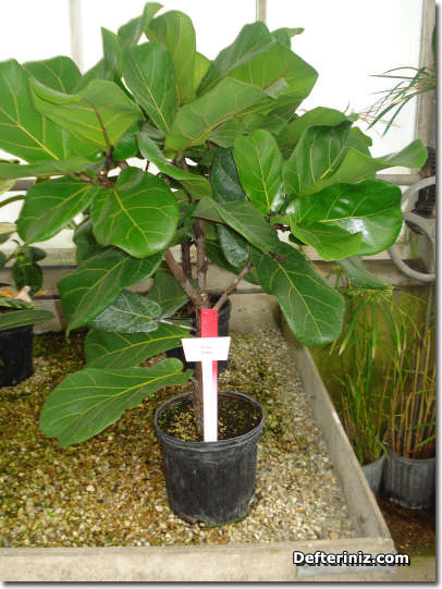 Ficus Lyrata.