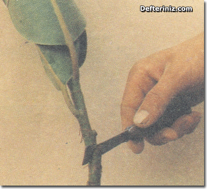Ficus elastika üretimi.